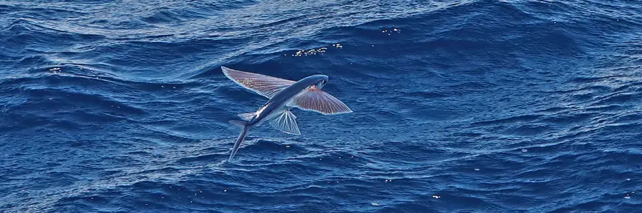 A flying fish in action over the water
