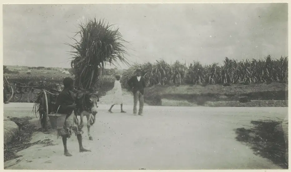 Old photograph of Barbadians on a plantation