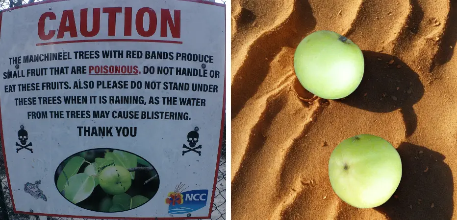 Manchineel warning sign and fruit