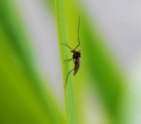 Mosquito; one of the insects in Barbados