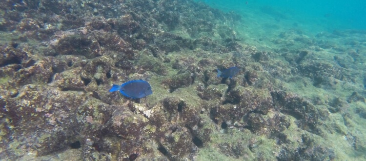 Snorkel over shallow reefs