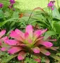 Hunte's Gardens