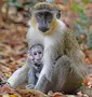 Monkey Feeding Experience