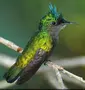 Bird Watching Experience