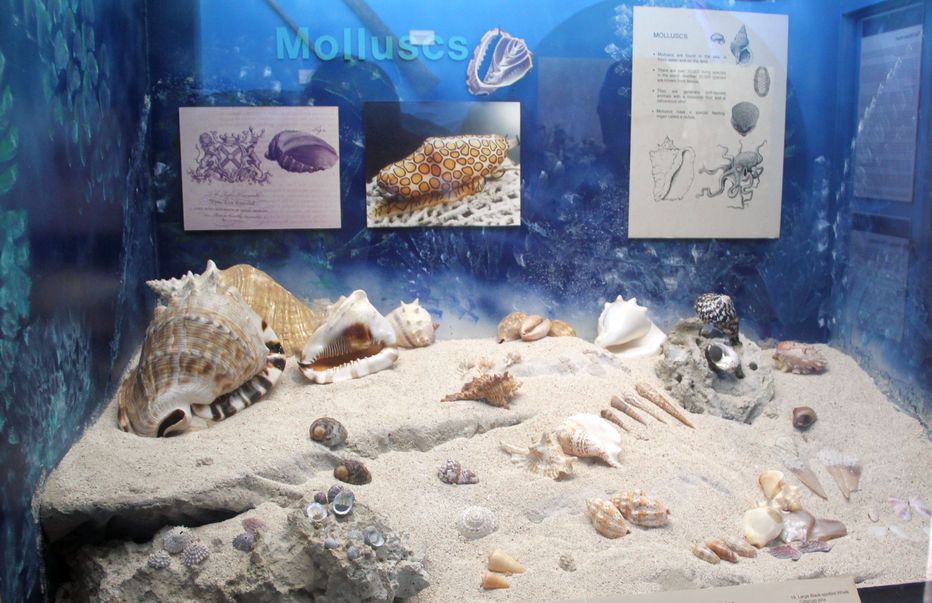 Display on Molluscs in The Harewood Gallery