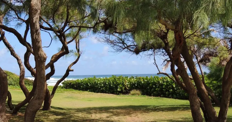Shaded view under the trees at Barclays Park looking out to sea