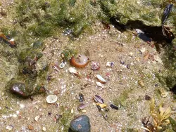 Seashells In A Shallow Pool 