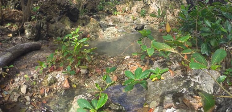 Streams at Bath Beach