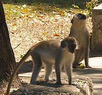 Monkeys at Batts Rock Monkeys at Batts Rock