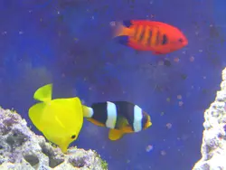 Fish in the Marine Museum