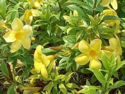 A sea of yellow allamanda flowers