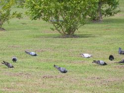 Birds foraging in the park