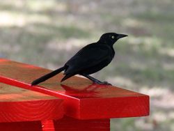 Blackbird perched on a picnic bench