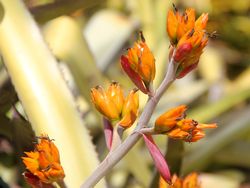 Brilliant bromeliads