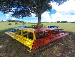 Colorful benches around a tree