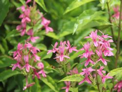 Tropical flowers in the gardens