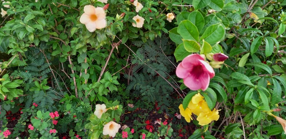 Colorful tropical flowers