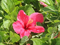 Stunning red hibiscus flower