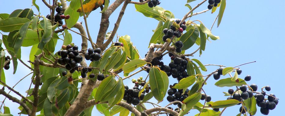 Jamoon trees offering their deep purple delights