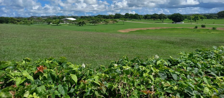 Panoramic view of the verdant gardens