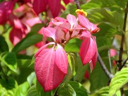 Pink mussaenda flowers