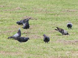 A flock of pigeons on the grass