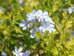 Delicate blue-purple plumbago flowers