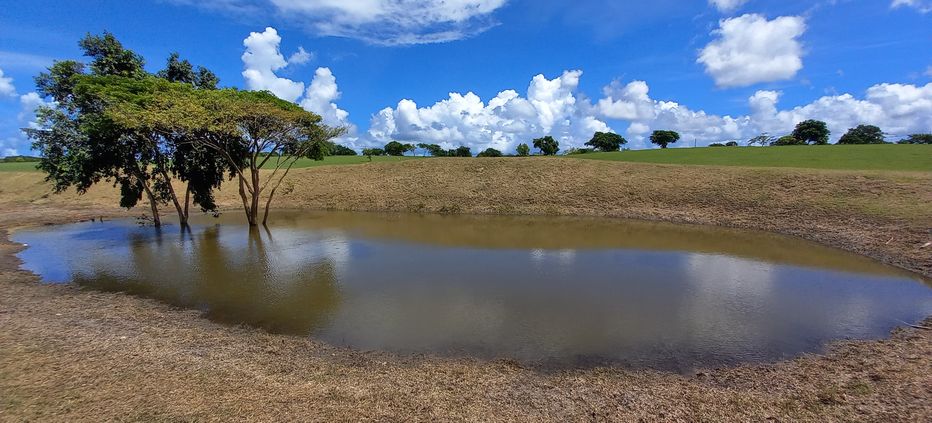 Waterhole in the heart of the gardens