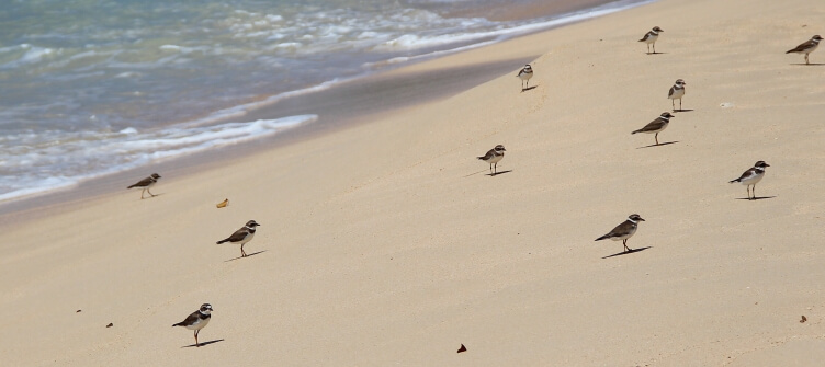 Sandpiper birds on the beach at Brandons