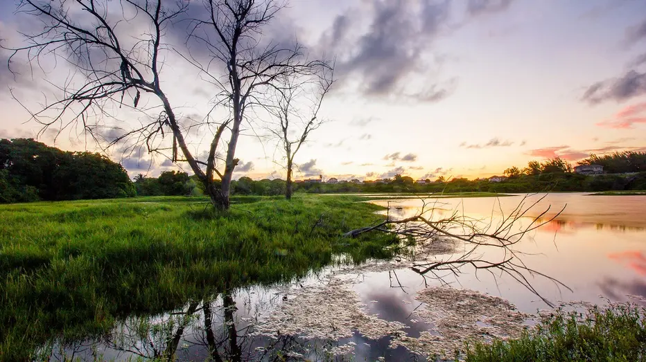 Chancery Lane Swamp, Barbados