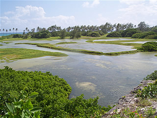 Barbados swamp - Chancery Lane