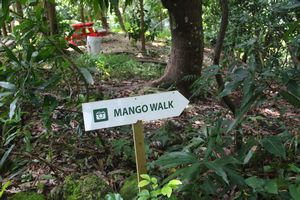Mangio Walk