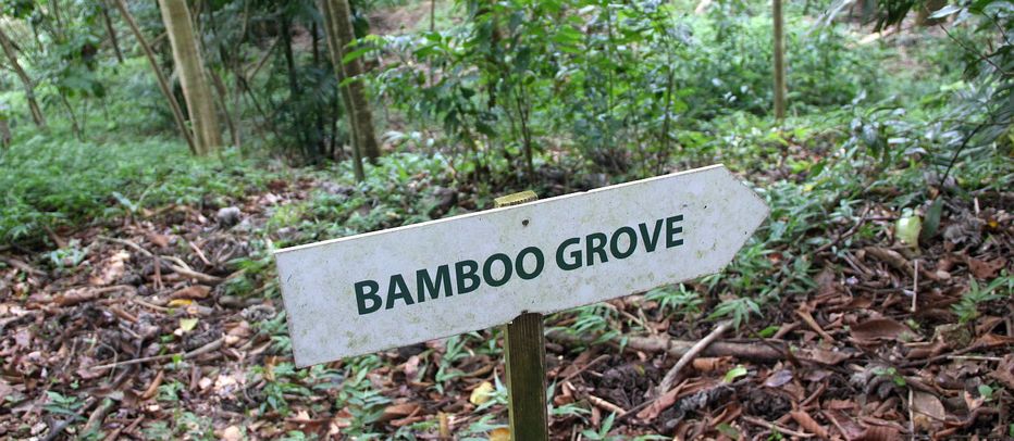 Sign pointing to the bamboo grove at Coco Hill Forest in Barbados