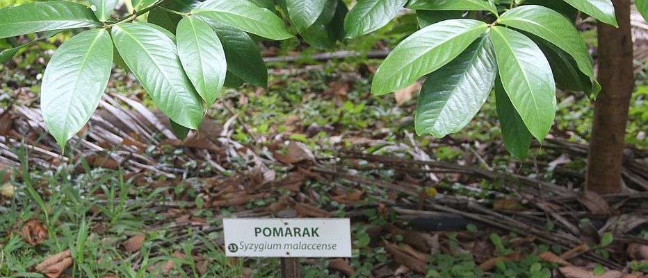 Example of the excellent signage in Coco Hill Forest for identifying plants