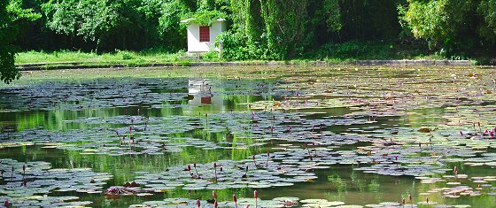 Lily pond at Codrington College, Barbados