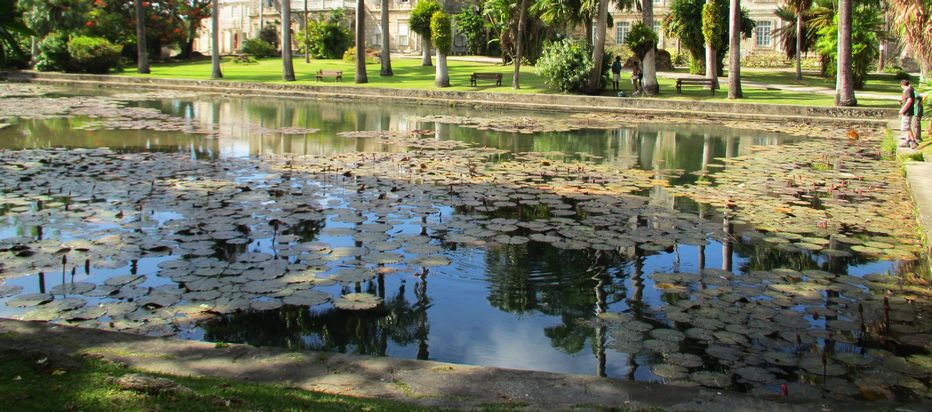 A small number of people surrounding the Lily pond