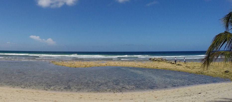 Explore the tidepools Tide pools Drill Hall beach