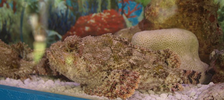 Fish at Folkestone Marine Museum