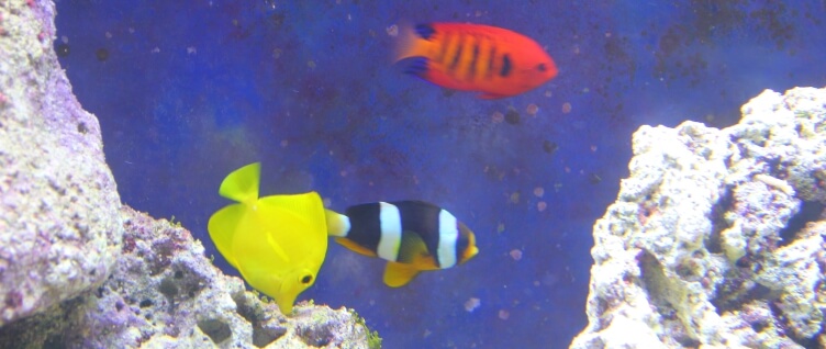 Tropical fish in the Folkestone aquarium