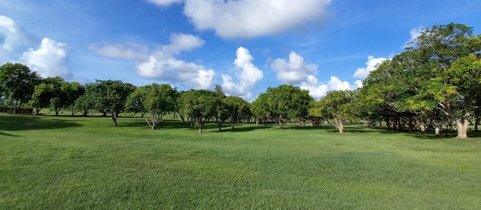 Open spaces and fruit trees