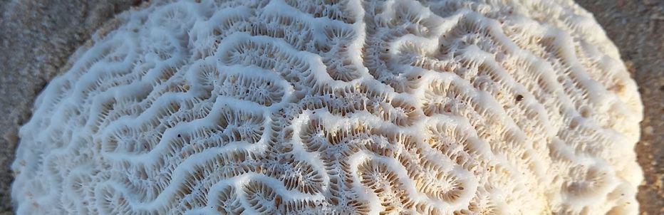 Brain coral on the beach in Barbados
