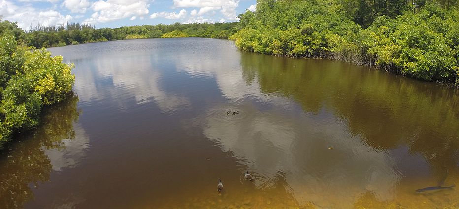 Graeme Hall Mangrove Ecosystem