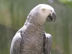 African Grey African Grey