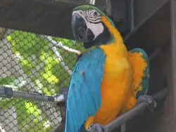 Blue and Gold Macaw Blue and Gold Macaw