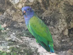 Shy & Gentle Blue-Headed Pionus Shy & Gentle Blue-Headed Pionus