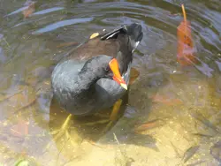 Common Gallinule Common Gallinule