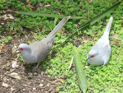 Diamond Doves Diamond Doves