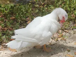 Muscovy Duck Muscovy Duck