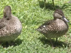 Feathered Friends Feathered Friends