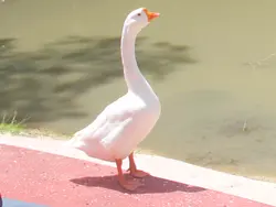 Gary Keeping An Eye on Things Gary Keeping An Eye on Things